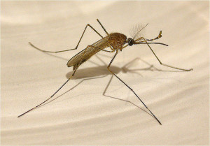 Mosquito