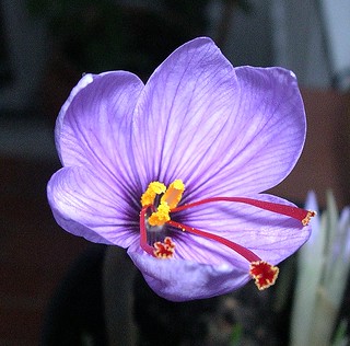 flor del azafrán